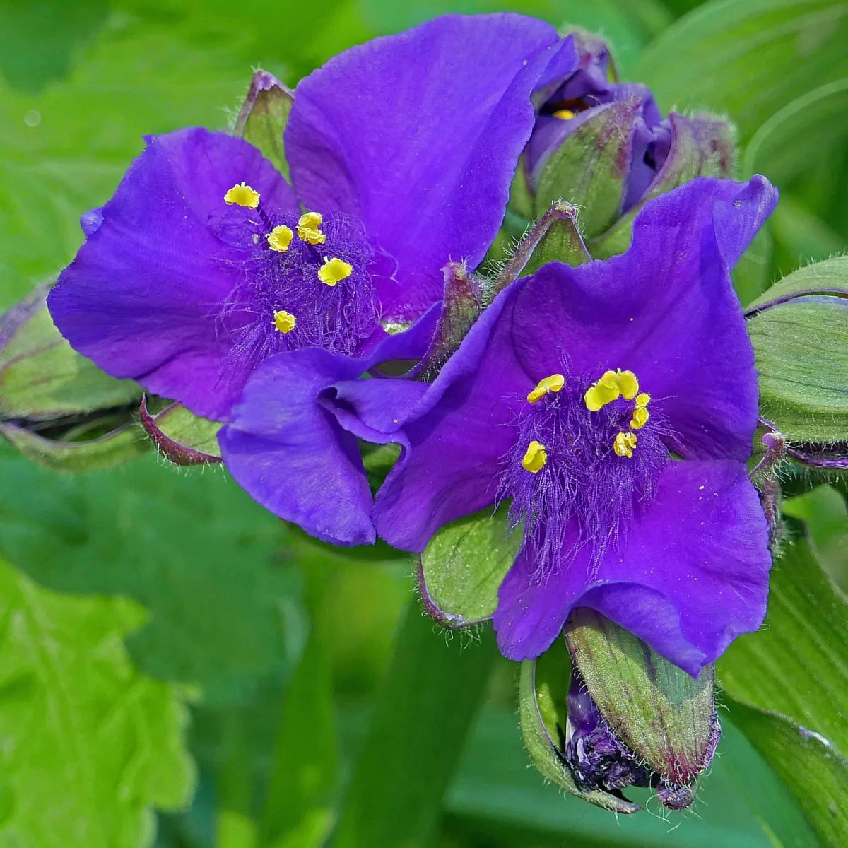 Tradescantia Spiderwort Flower seeds for Planting Bright Blooms Heirloom & GMO Free Seeds for Home Garden
