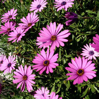 Trailing African Daisy Seeds – Blue Flowers for Hanging Baskets
