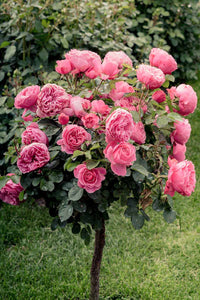 Rose Tree Flower seeds for Planting Sun Loving Heirloom & GMO Free Seeds for Home Garden