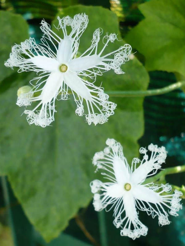 White Trichosanthes Cucumerina Flower seeds for Planting - Vibrant Colors, Heirloom & GMO Free Seeds for Home Garden