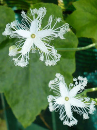 White Trichosanthes Cucumerina Flower seeds for Planting - Vibrant Colors, Heirloom & GMO Free Seeds for Home Garden