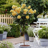 Ornamental Tricolor Rose flowering plant