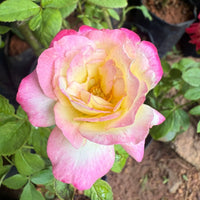 Tricolour Rose Standard Flower seeds for Planting - Colorful Display, Heirloom & GMO Free Seeds for Home Garden