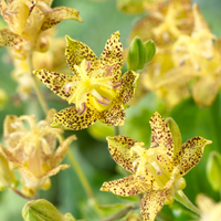 Green Brown Tricyrtis Flower seeds for Planting Colorful Display Heirloom & GMO Free Seeds for Home Garden 
 
 Sale
