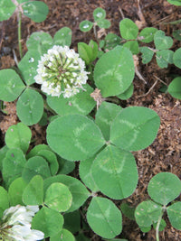 Green Clover Flower seeds for Planting - Shade Tolerant, Heirloom & GMO Free Seeds for Home Garden