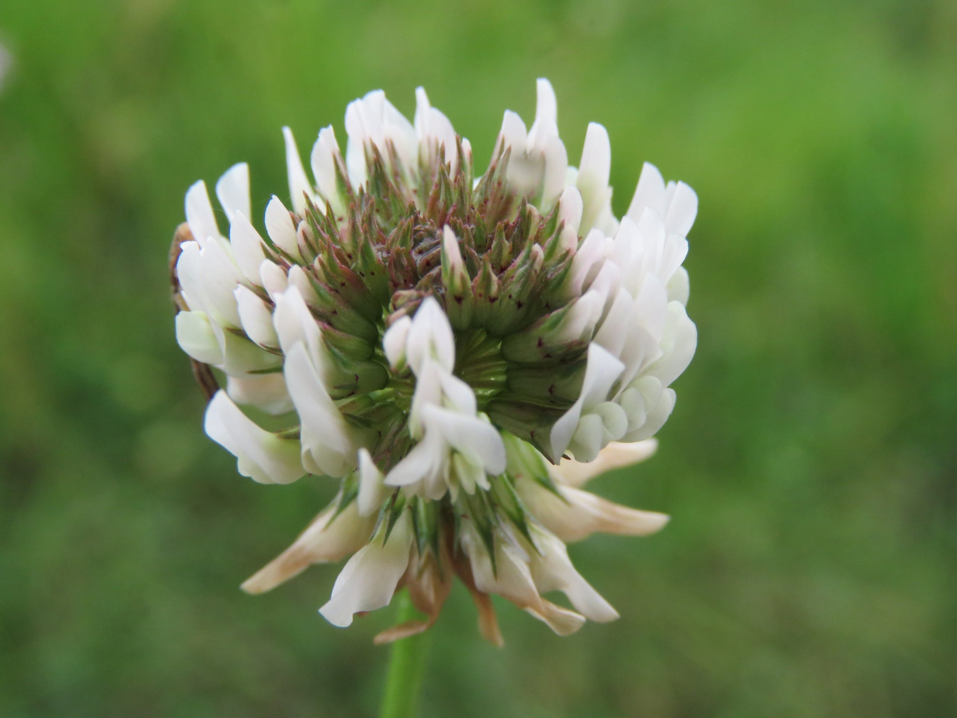 Dutch Clover Flower seeds for Planting Cottage Garden Essential Heirloom & GMO Free Seeds for Home Garden