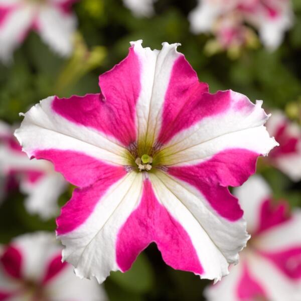 Violet White Petunia Petals Planting Seeds: Delightful Floral Addition for Your Landscape