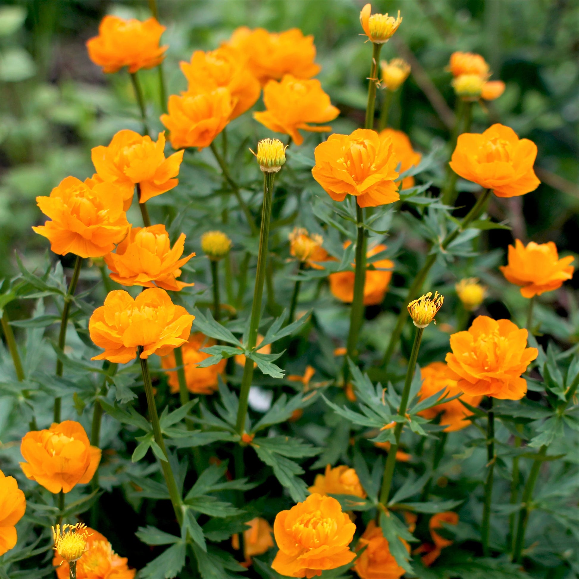 Trollius Flower Seeds  Ideal for Planting