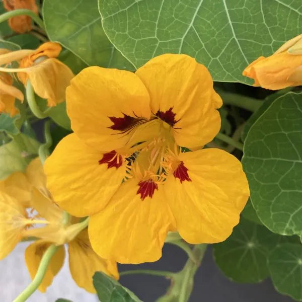 Yellow Tropaeolum Majus Flower seeds for Planting Attractive Flowers Heirloom & GMO Free Seeds For Home Garden 
 
 Sale