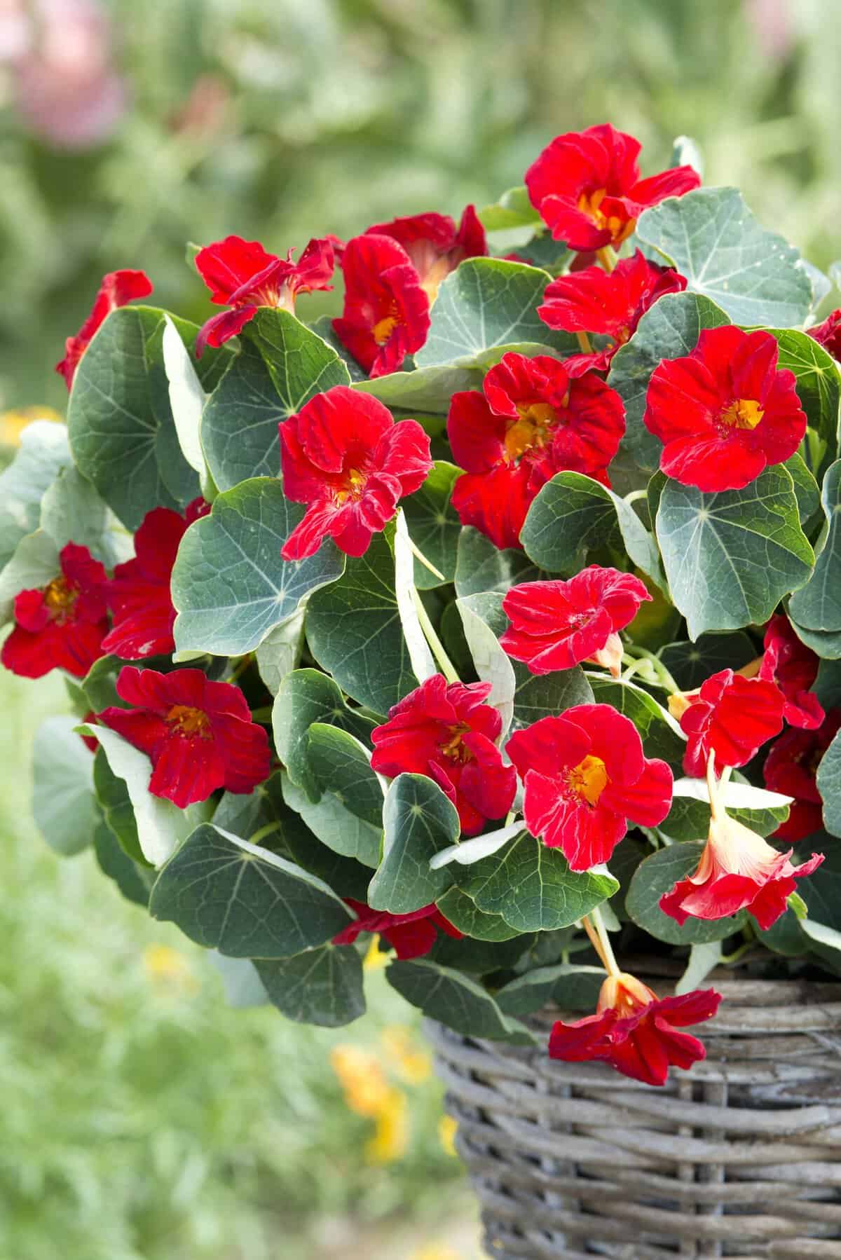 Dark Red Nasturtium Flower Seeds Pollinator Friendly Heirloom & GMO Free Seeds for Home Garden
 
 Sale
