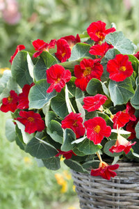 Dark Red Nasturtium Flower Seeds Pollinator Friendly Heirloom & GMO Free Seeds for Home Garden
 
 Sale