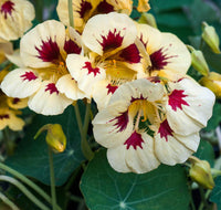 Cream Nasturtium Flower Seeds for Garden Cut Flower Favorite Heirloom & GMO Free Seeds for Home Garden
 
 Sale