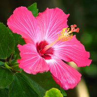 Pink Hibiscus Flower seeds for Planting - Premium Quality, Heirloom & GMO Free Seeds for Home Garden