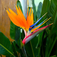 Yellow Blue Strelitzia Reginae flower seeds for Planting Cut Flower Favorite Heirloom & GMO Free Seeds for Home Garden