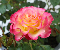 Tyrant Gold Rose Flower Planting Seeds for Vibrant Blooms - Premium Quality Seeds