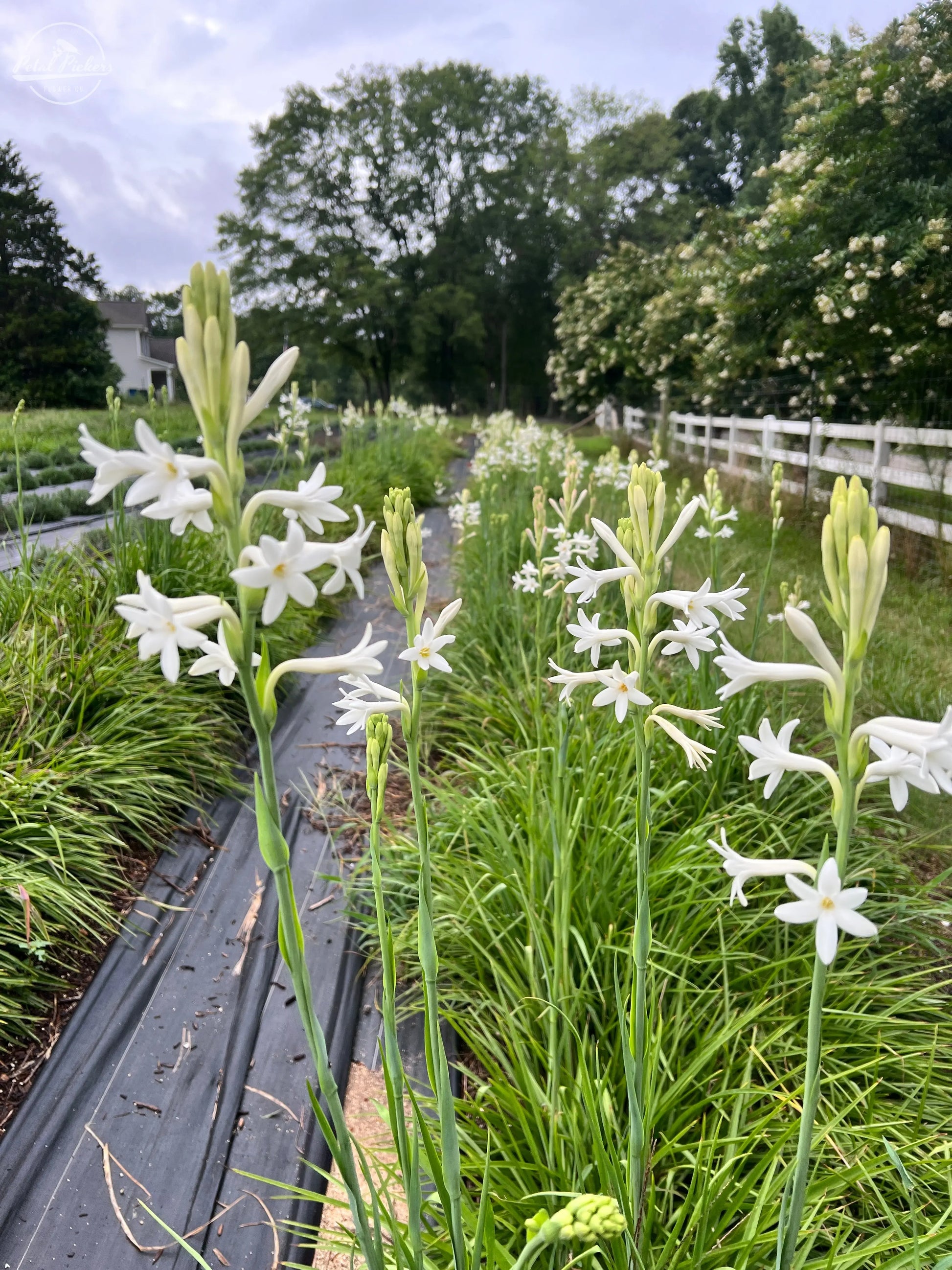Tuberose Flower Seeds for Planting - Enchanting Fragrant Blooms for Your Garden