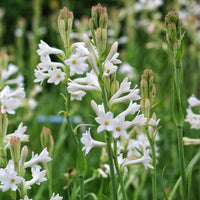 Tuberose Flower Seeds for Planting - Enchanting Fragrant Blooms for Your Garden