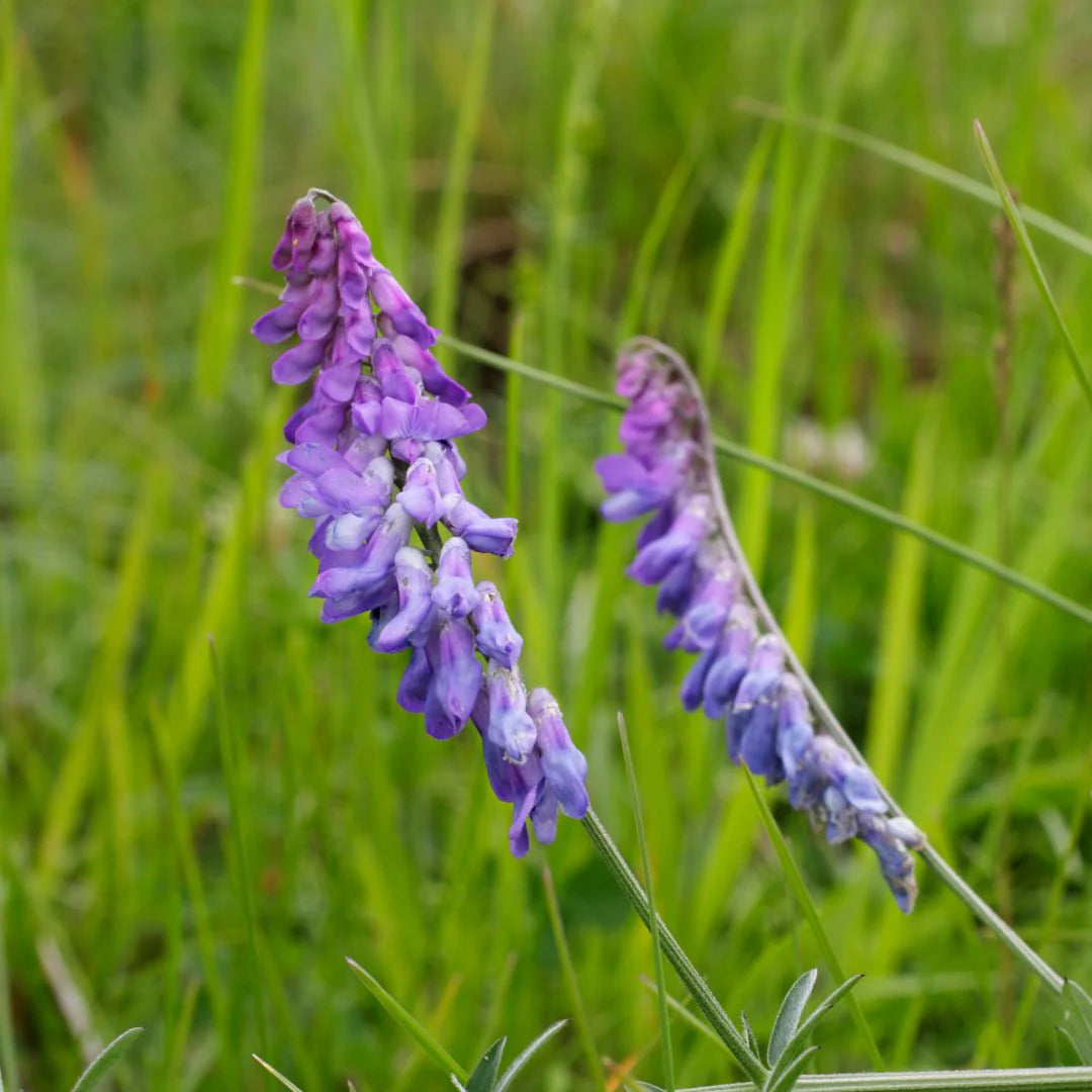 Purple Vetch Flower seeds for Planting - Bright Blooms, Heirloom & GMO Free Seeds for Home Garden