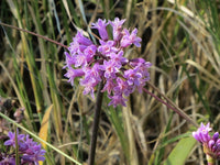 Tulbaghia Violacea Flower seeds for Planting - Easy to Grow, Heirloom & GMO Free Seeds for Home Garden