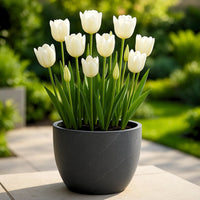 Ornamental white tulip seeds for landscaping