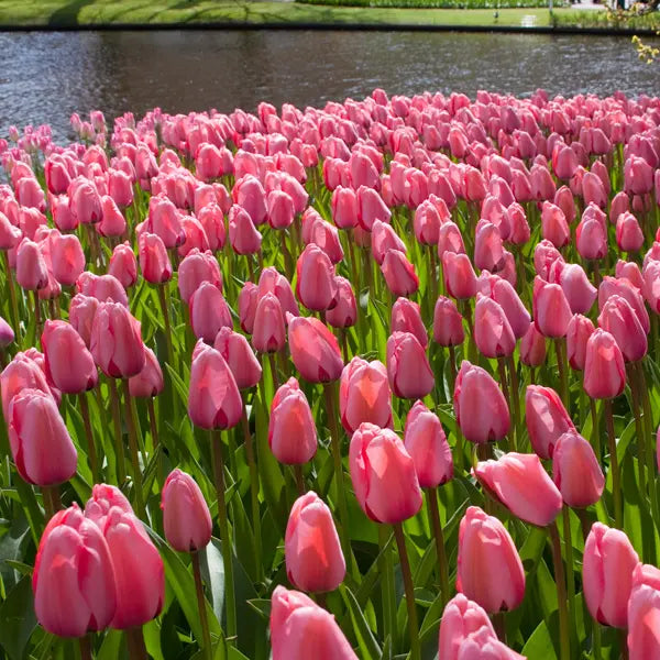 Baby Pink Tulip Flower Planting Seeds  Perfect for Spring Gardens