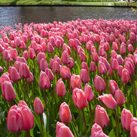 Baby Pink Tulip Flower Planting Seeds  Perfect for Spring Gardens