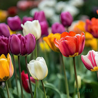 Tulip Flower seeds for Planting - Premium Quality, Heirloom & GMO Free Seeds for Home Garden
