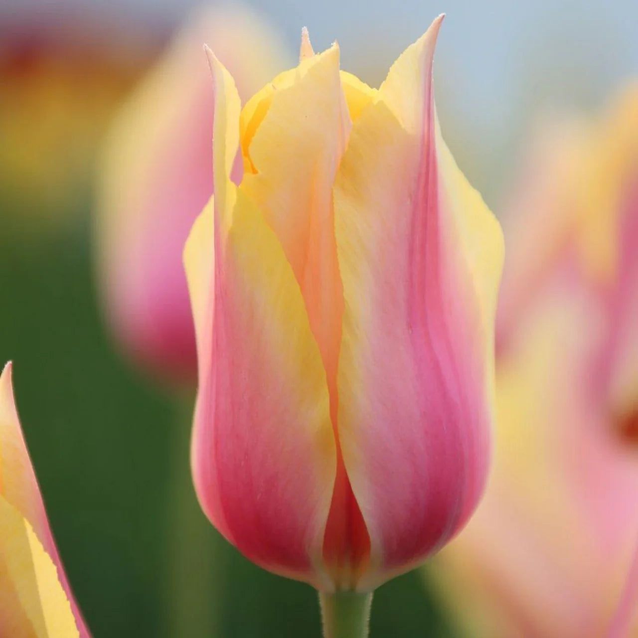 Pink Yellow Tulip Flower Seeds for Planting Perfect for Borders Heirloom & GMO Free Seeds for Home Garden
 
 Sale