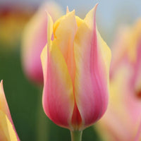 Pink Yellow Tulip Flower Seeds for Planting Perfect for Borders Heirloom & GMO Free Seeds for Home Garden
 
 Sale