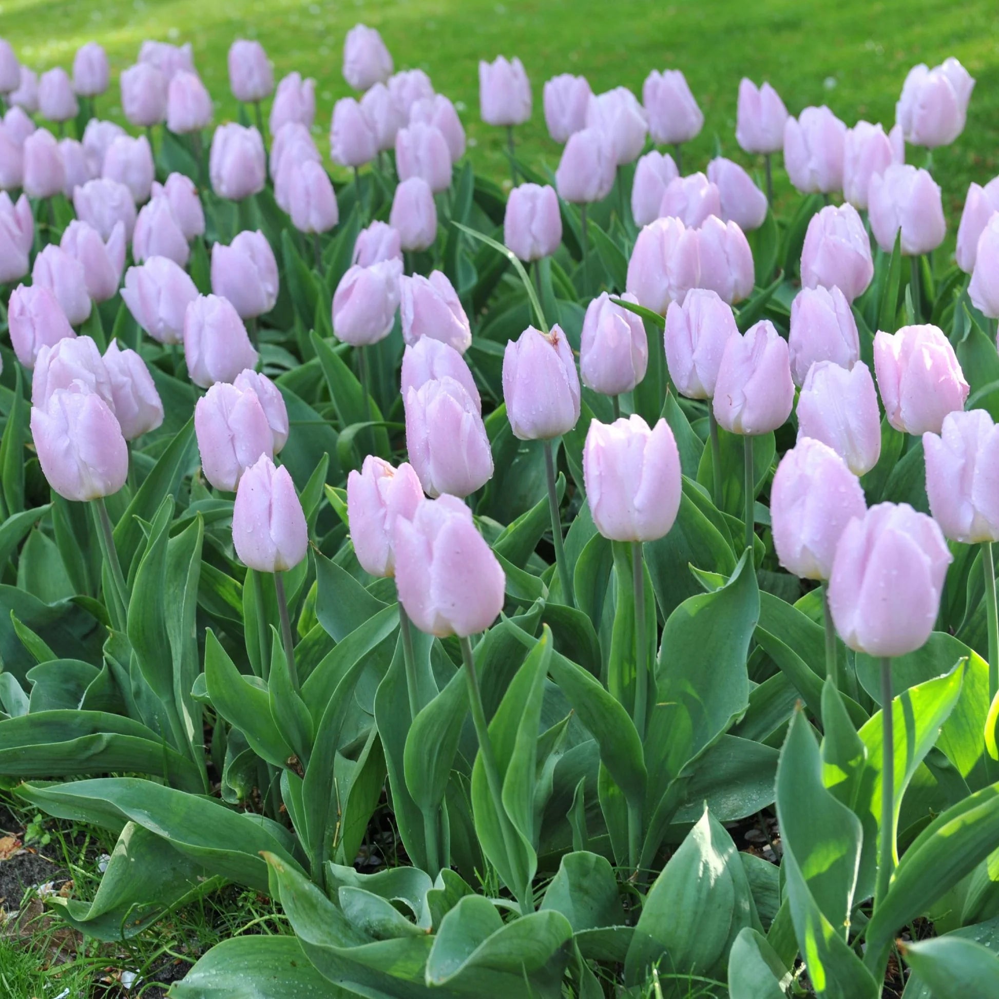 Light Purple Tulip Flower seeds for Planting Rich Blooms Heirloom & GMO Free Seeds For Home Garden 
 
 Sale