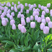 Light Purple Tulip Flower seeds for Planting Rich Blooms Heirloom & GMO Free Seeds For Home Garden 
 
 Sale