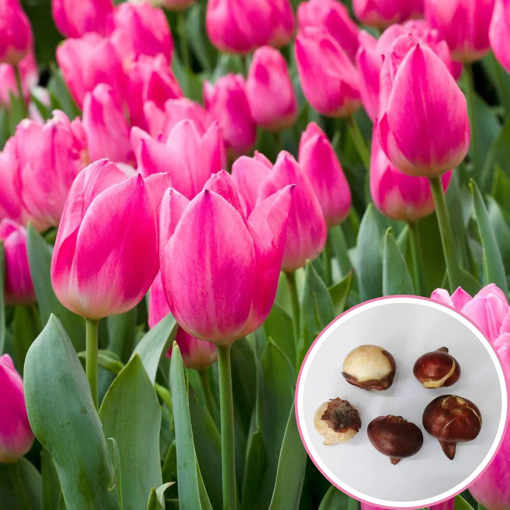 Tulips Flower seeds for Planting - Long Bloom Season, Heirloom & GMO Free Seeds for Home Garden