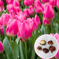Tulips Flower seeds for Planting - Long Bloom Season, Heirloom & GMO Free Seeds for Home Garden