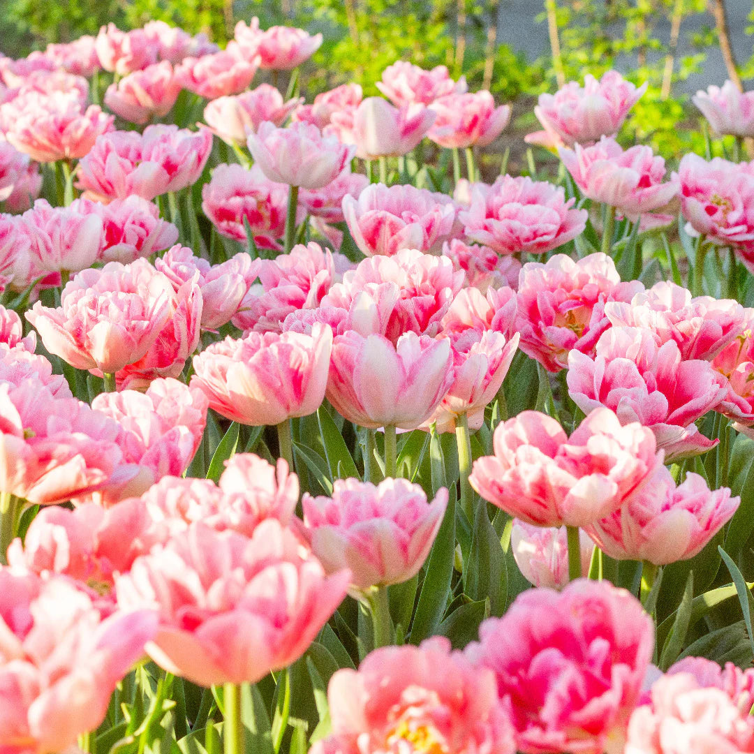 Double Tulip Flower seeds for Planting Hardy Variety Heirloom & GMO Free Seeds for Home Garden 
 
 Sale