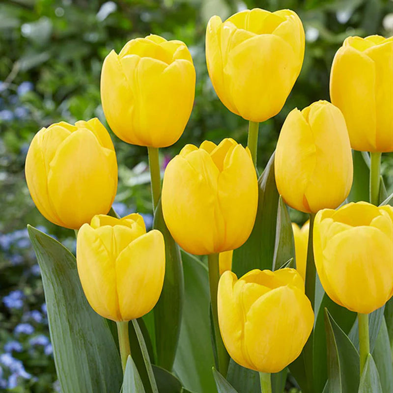Yellow Tulip Flower seeds for Planting Cottage Garden Essential Heirloom & GMO Free Seeds for Home Garden 
 
 Sale