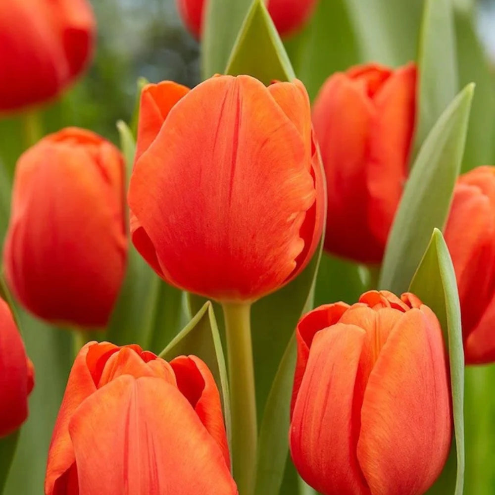 Orange Tulip Flower Seeds Shade Tolerant Heirloom & GMO Free Seeds for Home Garden
 
 Sale