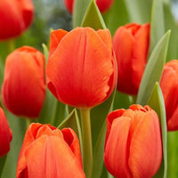 Orange Tulip Flower Seeds Shade Tolerant Heirloom & GMO Free Seeds for Home Garden
 
 Sale