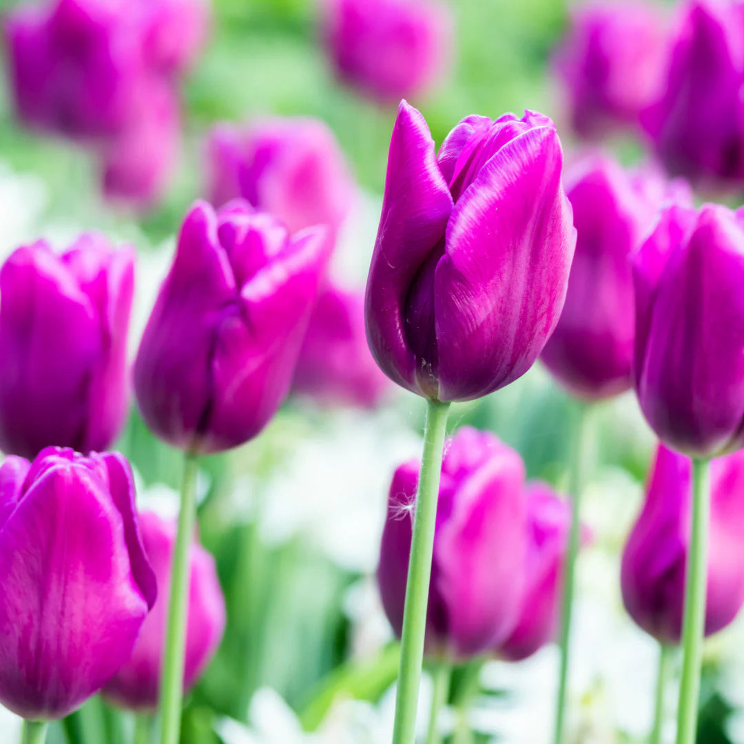 Purple Tulip Flower seeds for Planting Compact Growth Heirloom & GMO Free Seeds for Home Garden
 
 Sale