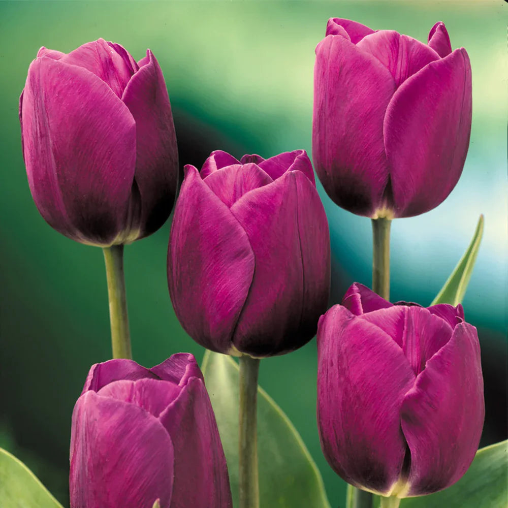 Purple Tulip Flower Seeds for Garden Garden Favorite Heirloom & GMO Free Seeds for Home Garden
 
 Sale