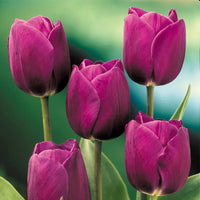 Purple Tulip Flower Seeds for Garden Garden Favorite Heirloom & GMO Free Seeds for Home Garden
 
 Sale