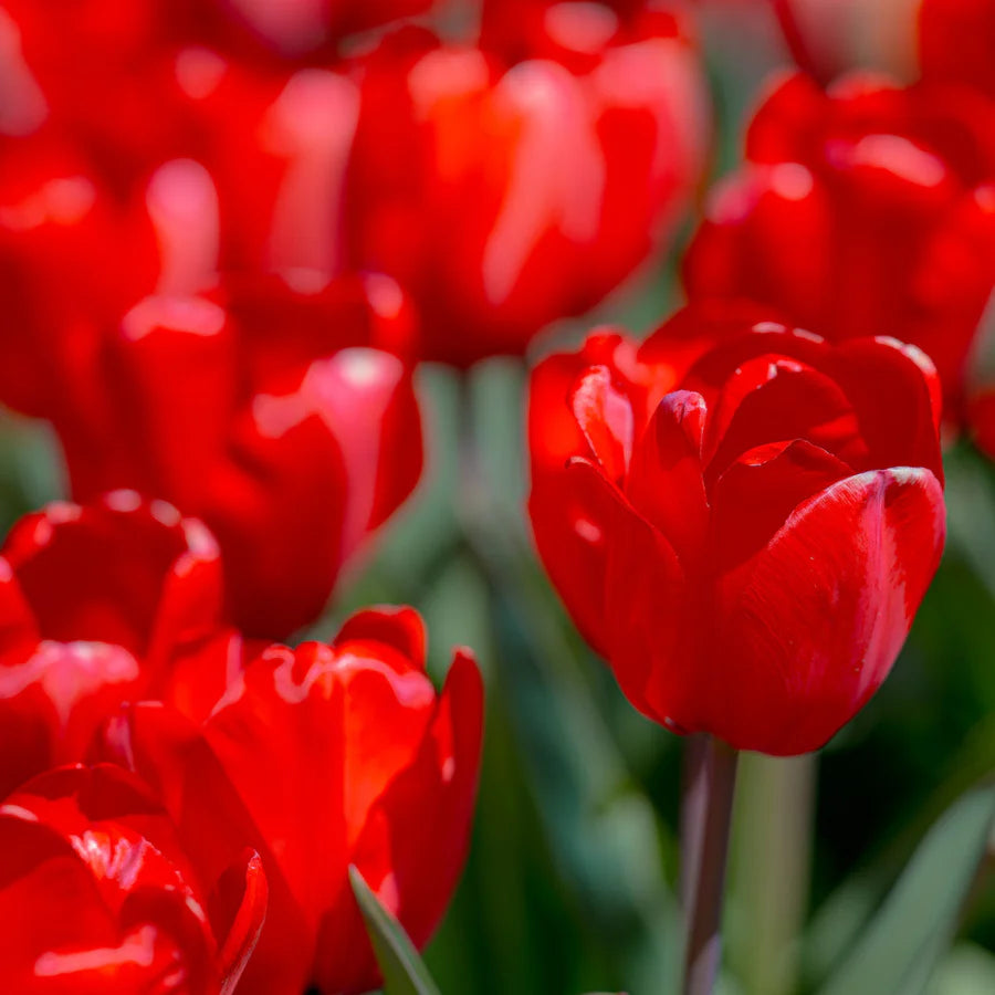 Red Tulip Seeds for Planting and Flowering Garden
