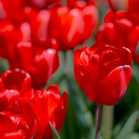 Red Tulip Seeds for Planting and Flowering Garden