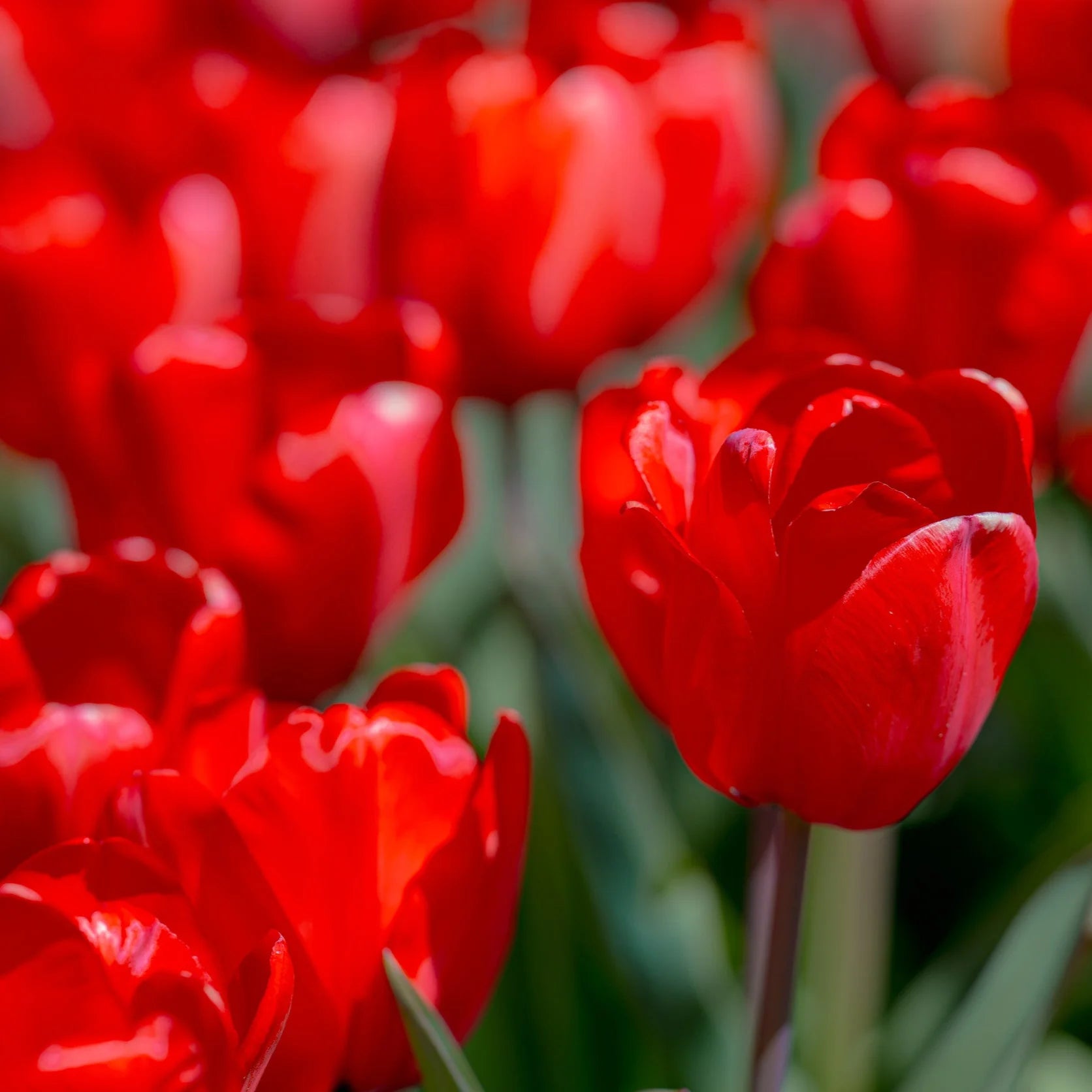 Tulip Flower seeds for Planting Fragrant Blossoms Heirloom & GMO Free Seeds for Home Garden