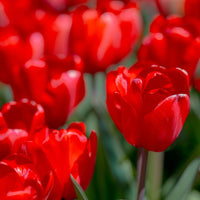 Tulip Flower seeds for Planting Fragrant Blossoms Heirloom & GMO Free Seeds for Home Garden