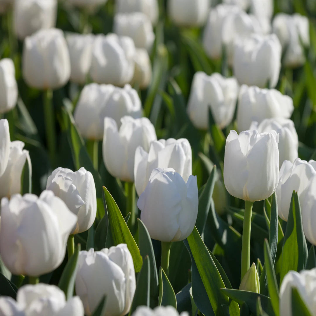 Tulip Flower seeds for Planting - Garden Favorite, Heirloom & GMO Free Seeds for Home Garden