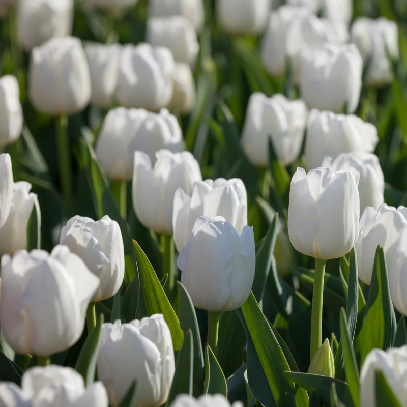 Tulip Flower seeds for Planting - Garden Favorite, Heirloom & GMO Free Seeds for Home Garden