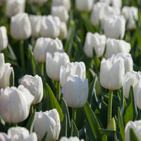 Tulip Petals Flower seeds for Planting Compact Growth Heirloom & GMO Free Seeds for Home Garden 
 
 Sale