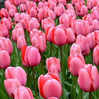 Pink Tulip Flower Seeds Perfect for Borders Heirloom & GMO Free Seeds for Home Garden
 
 Sale