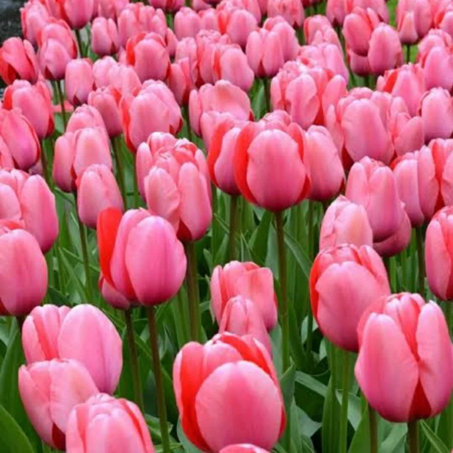 Pale Pink Tulip Flower seeds for Planting - Pollinator Friendly, Heirloom & GMO Free Seeds for Home Garden