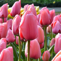 Orange Pink Tulip Flower Seeds for Planting Long Bloom Season Heirloom & GMO Free Seeds for Home Garden
 
 Sale